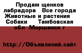 Продам щенков лабрадора - Все города Животные и растения » Собаки   . Тамбовская обл.,Моршанск г.